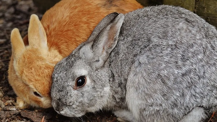 Rubrik_Tierschutz_c.Pixabay_rabbit-1312574_960_720
